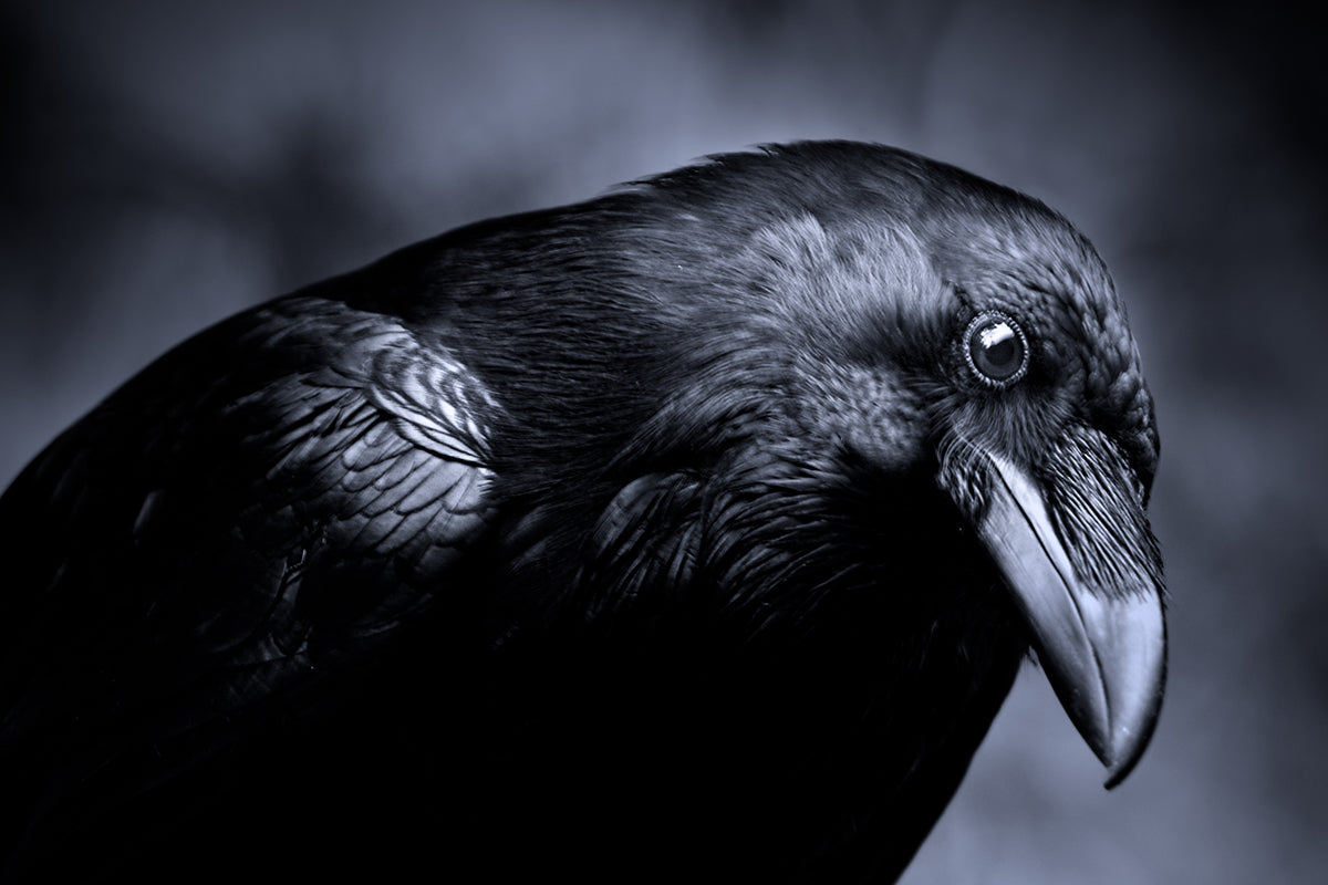 Ravens, Wolves, Cats and Dragons: Vikings and their Fantastic Beasts (part 1 of 2)