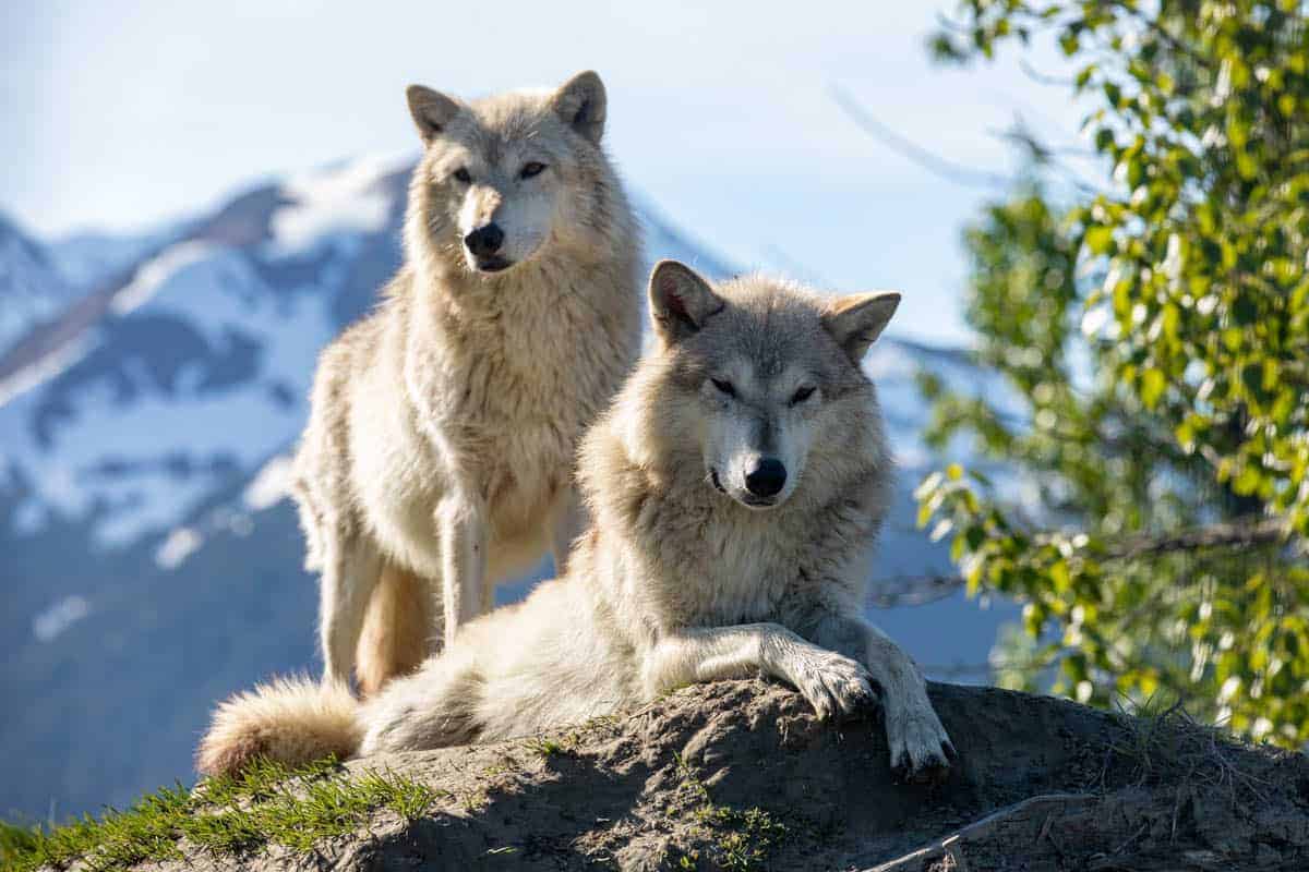 Wolves in Norse Culture