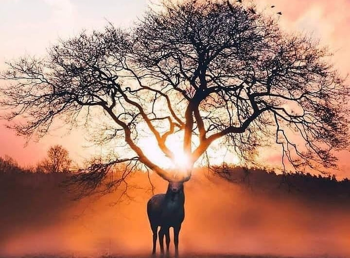 The Fantastic Beasts Dwelling in Yggdrasil