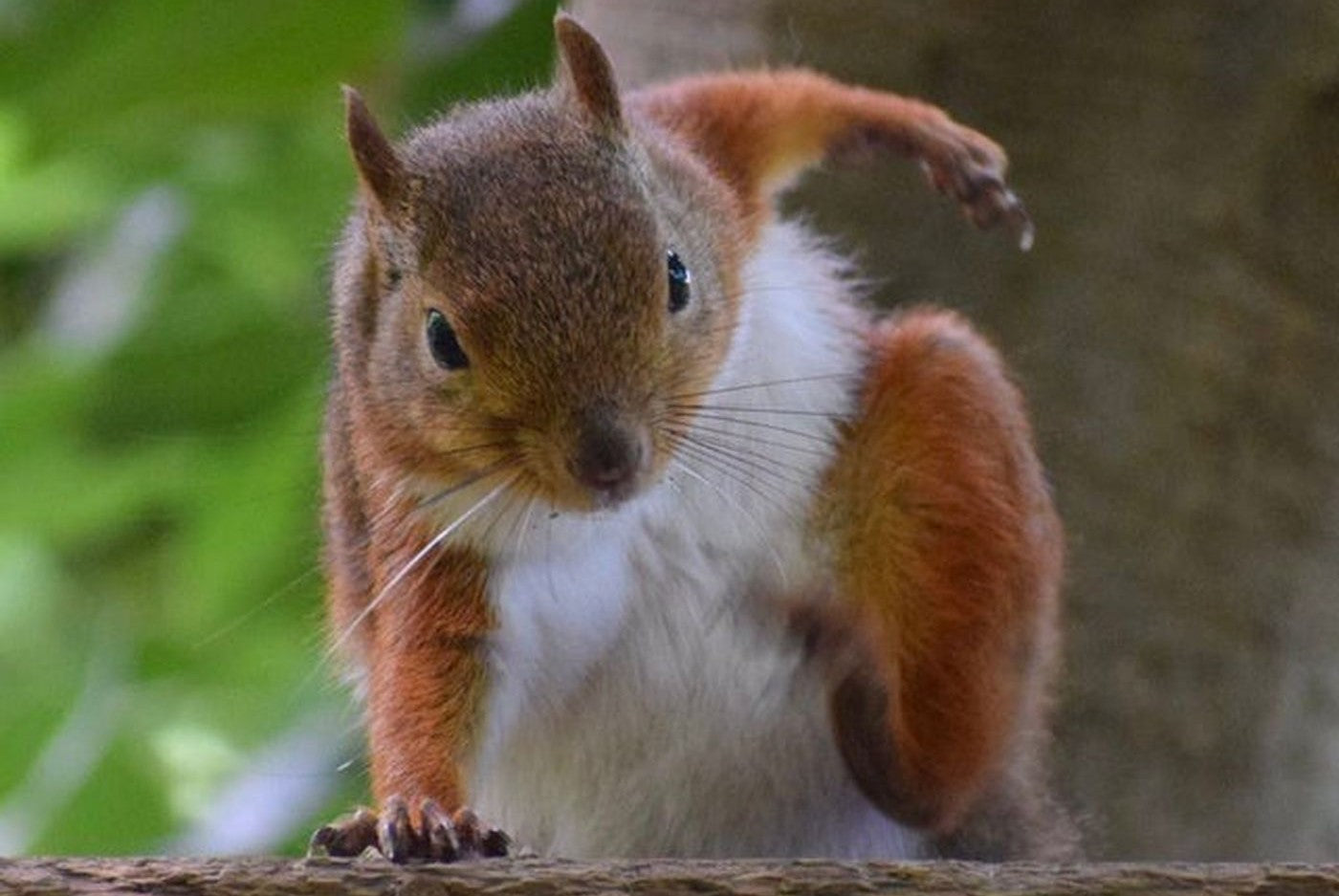 Ratatoskr, the Squirrel in Yggdrasil