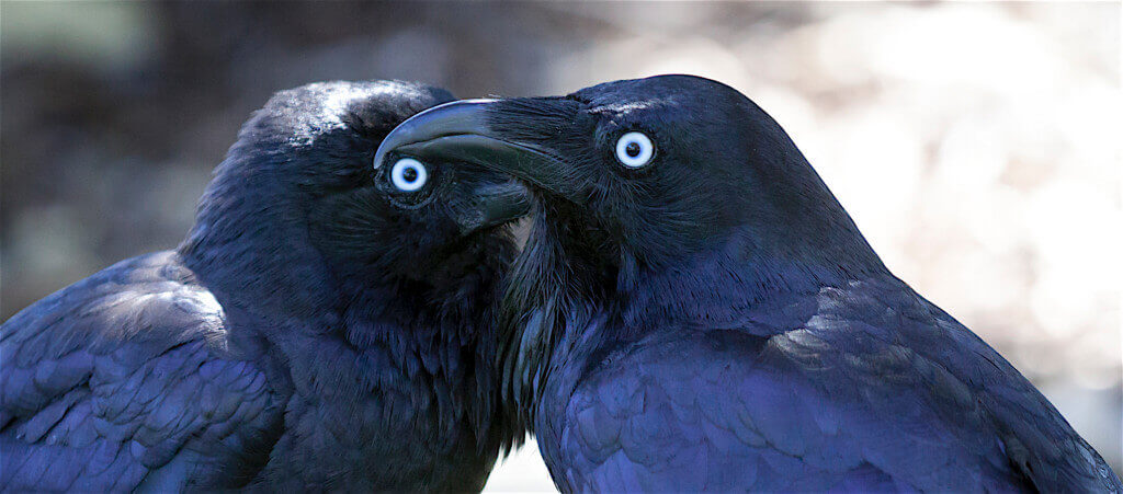 The Ravens in Norse Mythology
