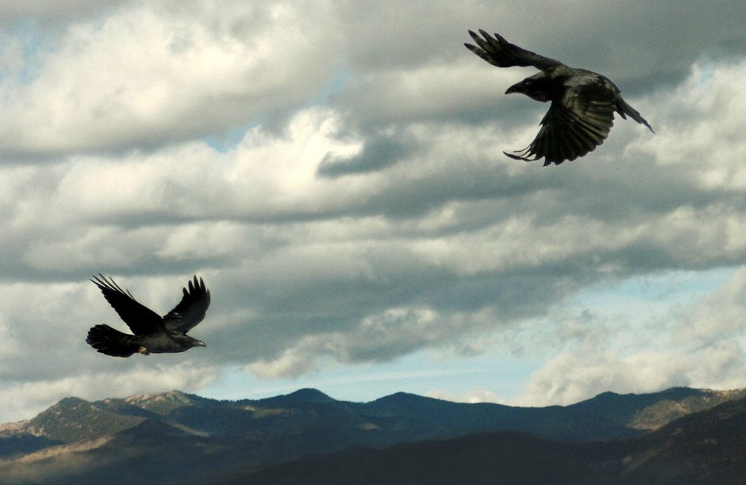 Hugin and Munin, Odin's Ravens and the Mind